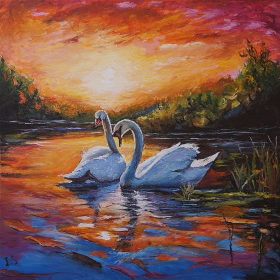 Couple cygnes lac coucher soleil
