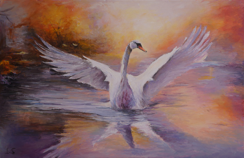 cygne feu