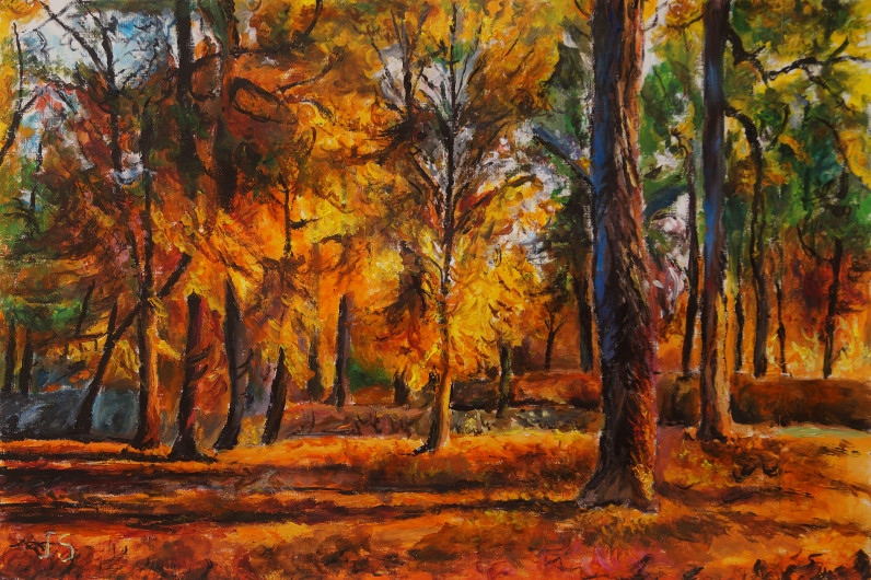 Soir sous-bois flamboyant automne