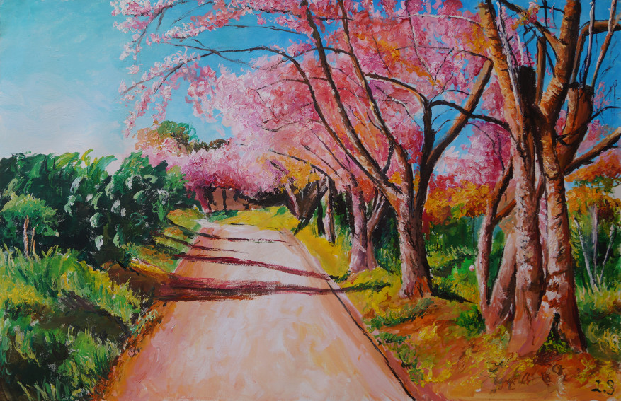 Chemin cerisiers fleur